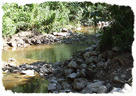 Allardale Park Stream Restoration