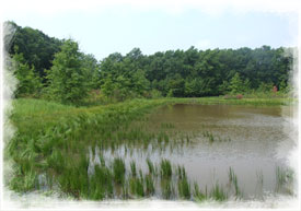 Edison Woods